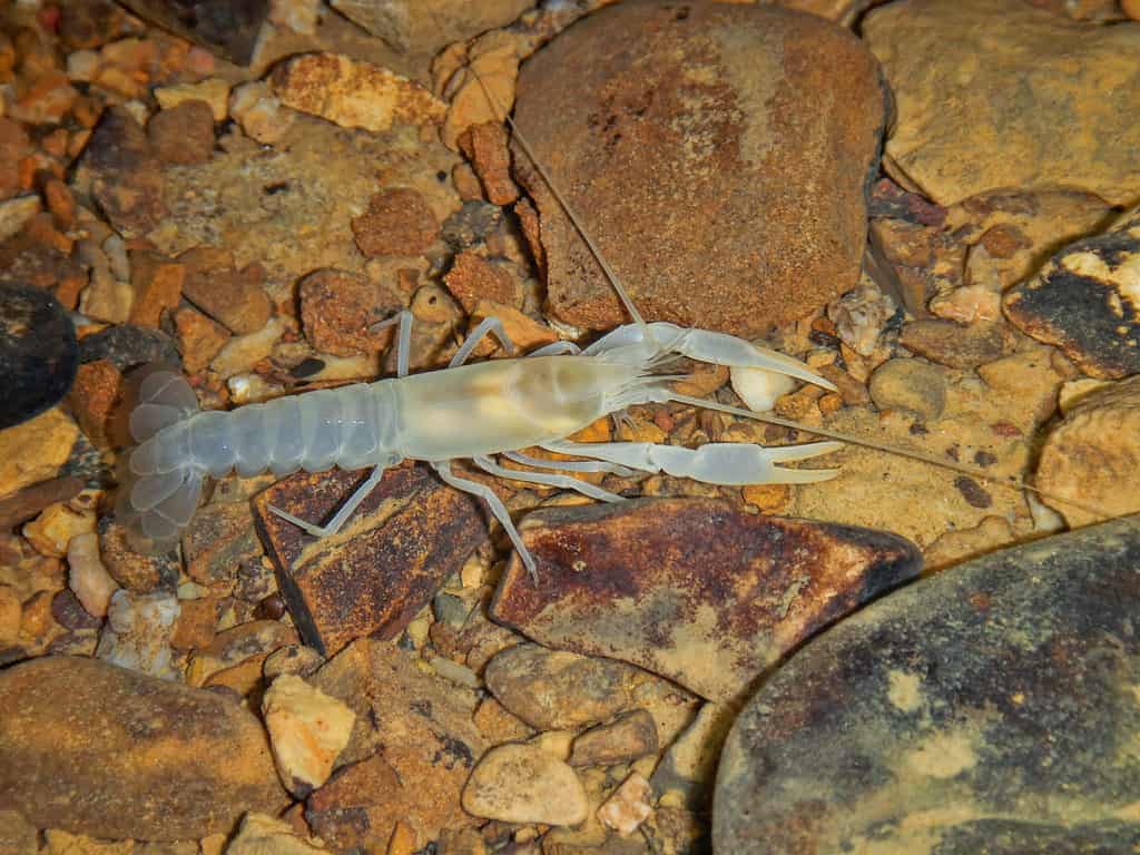 Grotta d'India Gamberi (Cambarus hamulatus) da Tumbling Rock Cave, Contea di Jackson, Alabama, STATI UNITI D'AMERICA