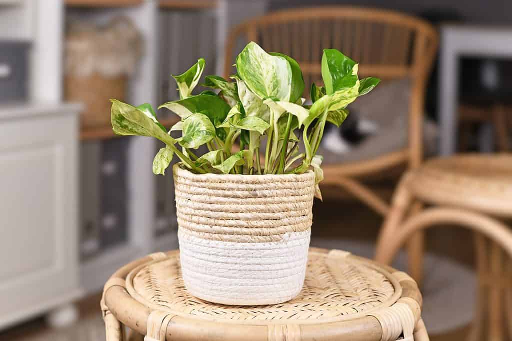 Una pianta di manjula pothos in un vaso beige e bianco