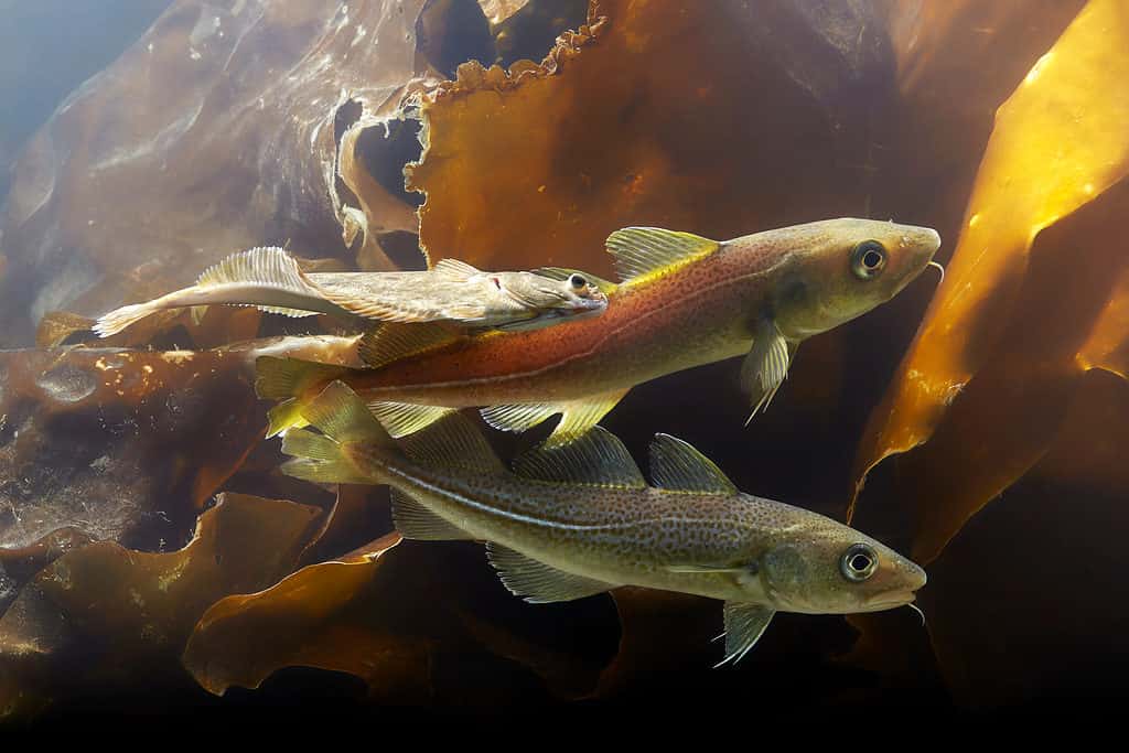 Diversi merluzzo atlantico sott'acqua