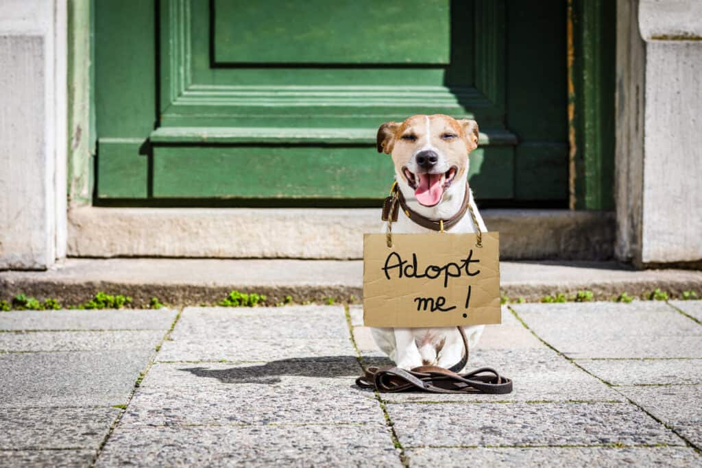 Adotta un cane nella Giornata nazionale del cane da soccorso