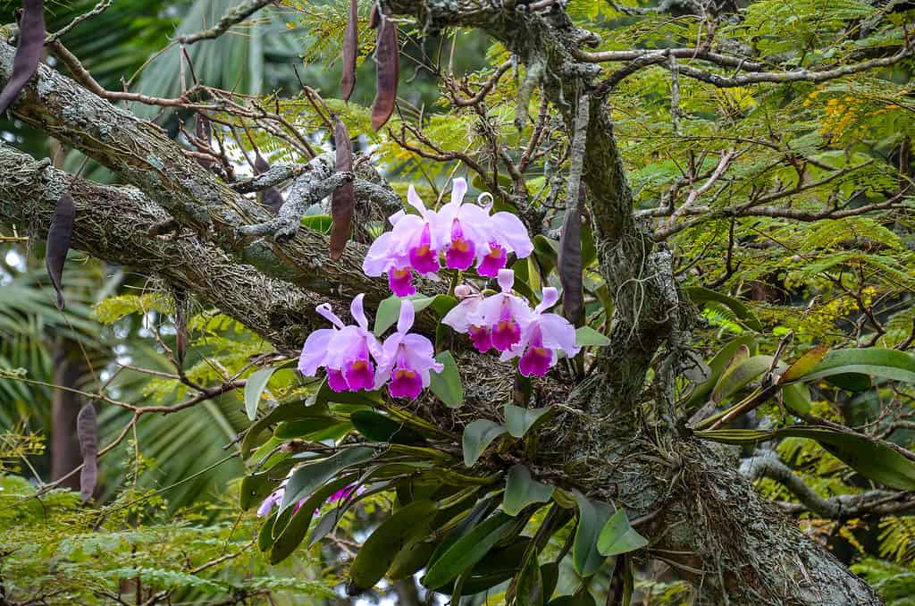 Orchidee epifite