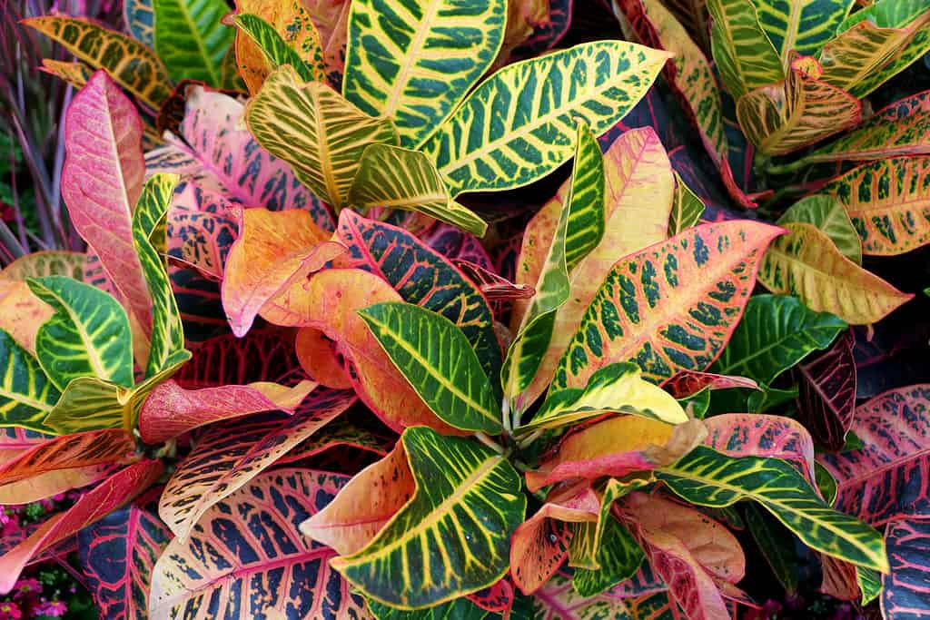 Un primo piano delle foglie colorate del Petra croton
