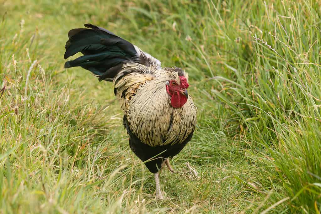 Pollo Dorking in un prato