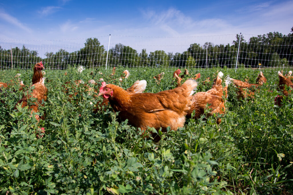 Stella rossa galline in un campo
