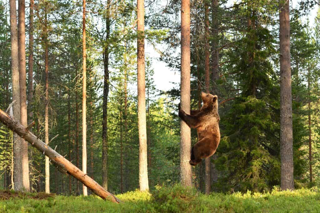 Orso grizzly che si arrampica su un albero