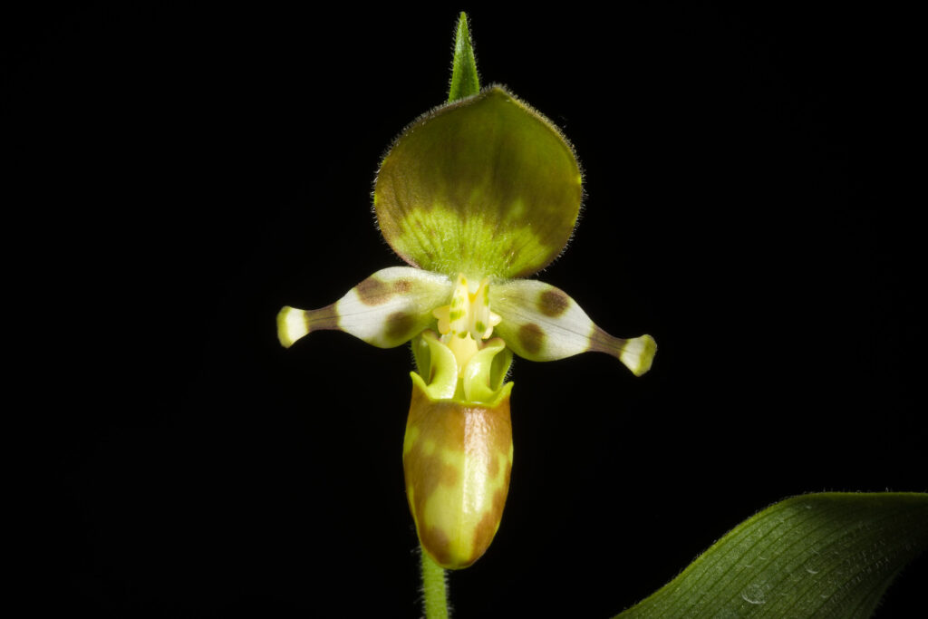 Cypripedium yatabeanum, orchidea scarpetta di Palomino