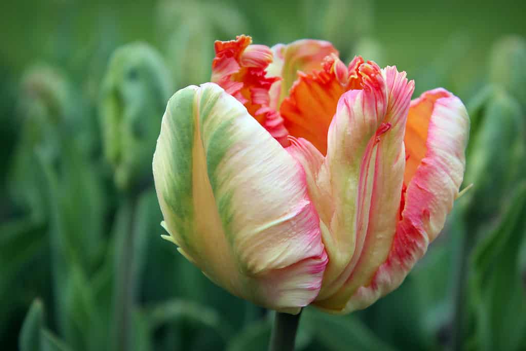Tulipano pappagallo albicocca multicolore in fiore
