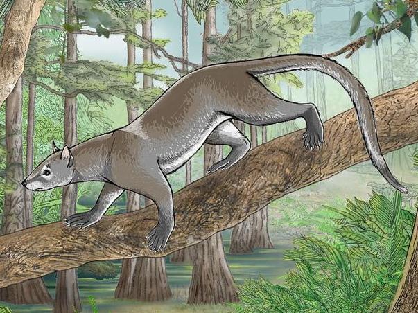 Dormaalocyon latouri