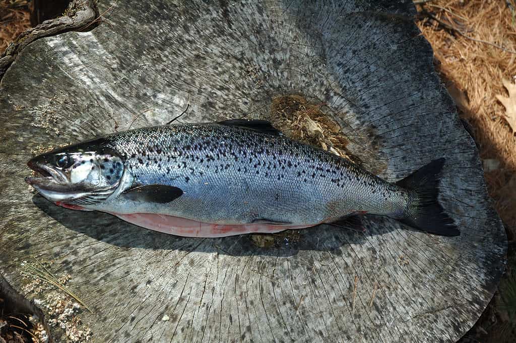 Salmone senza sbocco sul mare