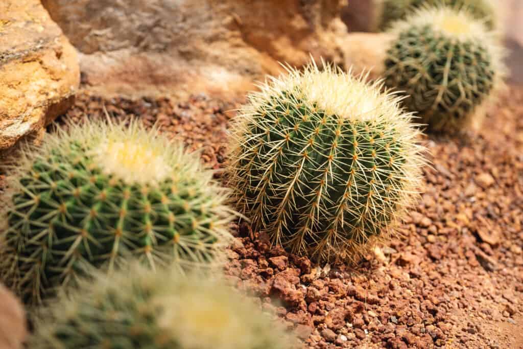 Macro di cactus a botte. Ce ne sono 4 visibili nell'inquadratura. Quello che si trova nella parte anteriore dell'inquadratura è per lo più sfocato, gli altri tre formano una diagonale attraverso l'inquadratura. Sono sferiche. Sono coperti di spine gialle.