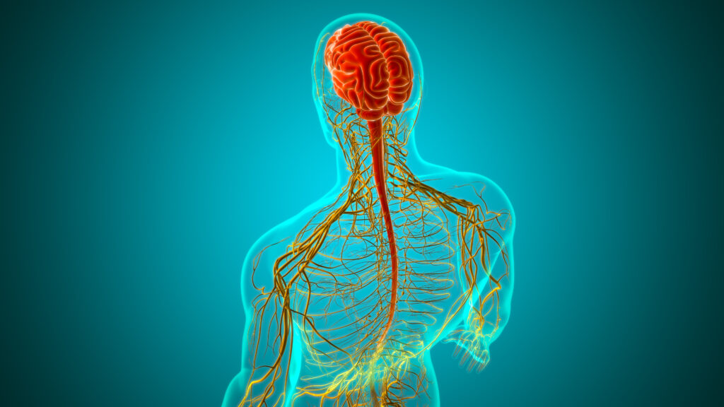 Anatomia del cervello umano