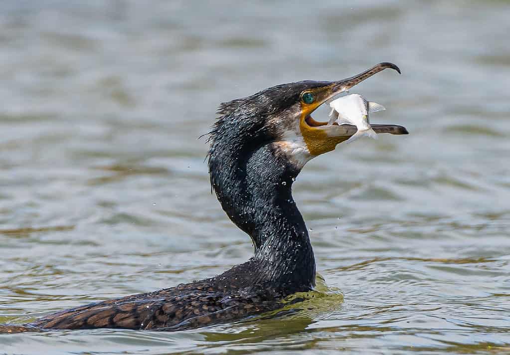 Cormorano con un pesce nel becco