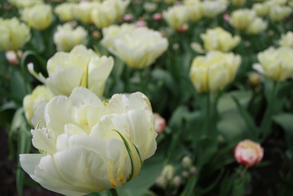 tulipano pappagallo bianco