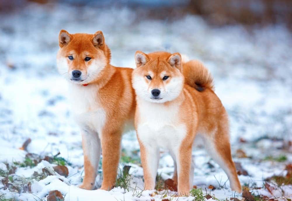 Redhead cane Razza giapponese Shiba Inu con un muso allegro