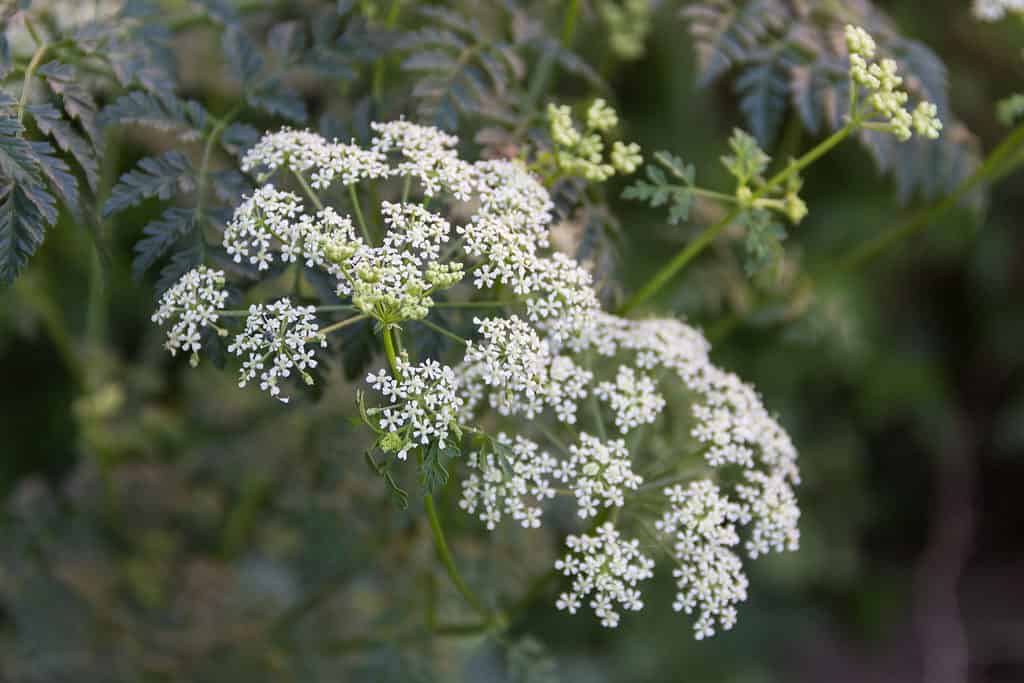 primo piano fiori bianchi selvatici della pianta della cicuta