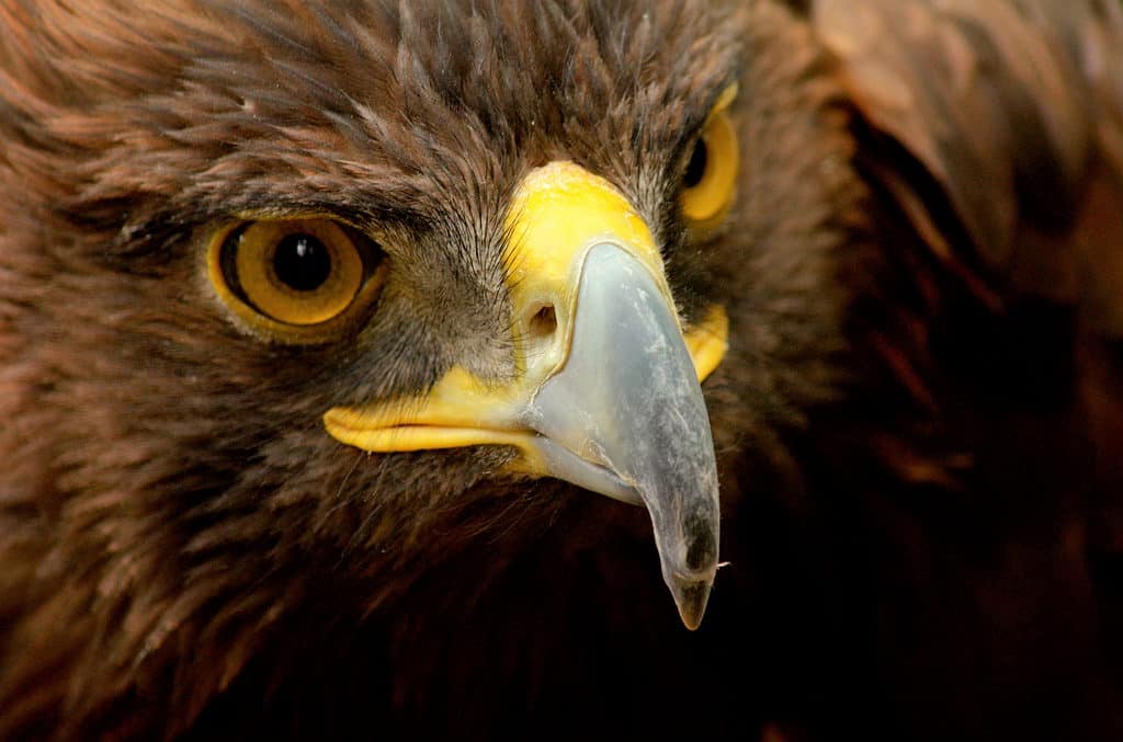 Aquila reale primo piano di occhi e becco
