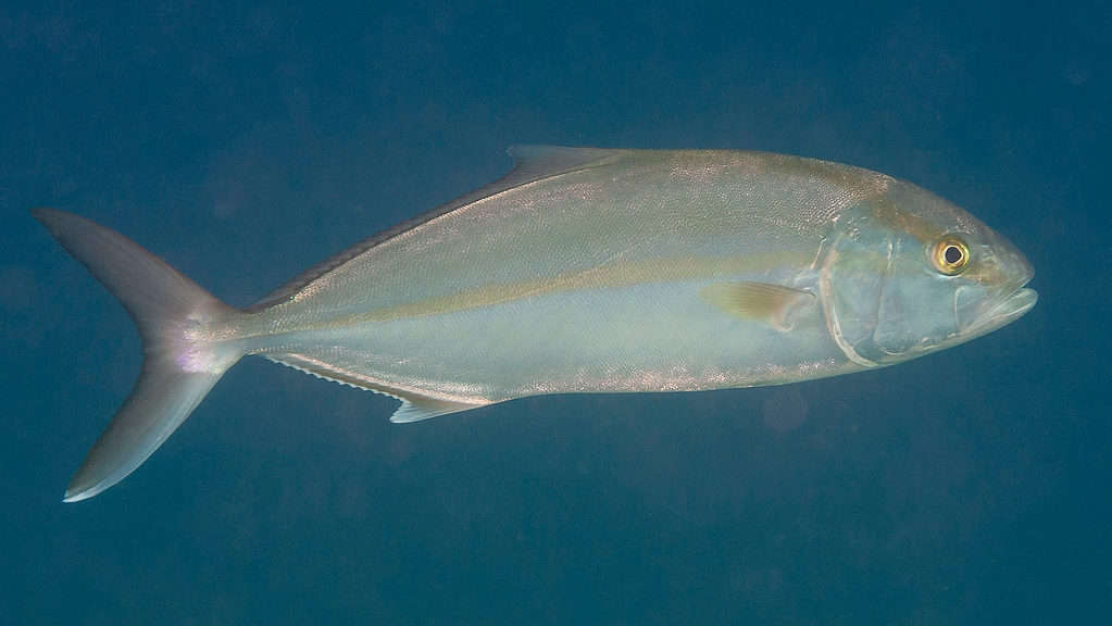 Grande Ricciola
