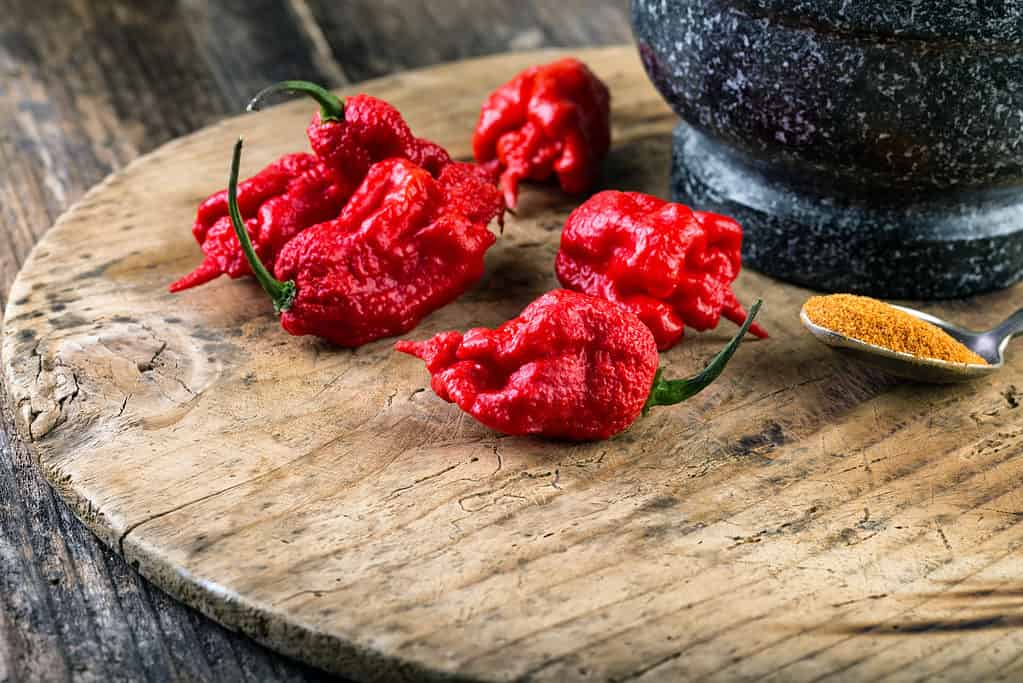 Carolina Reaper Peppers - La sfida One Chip di Paqui