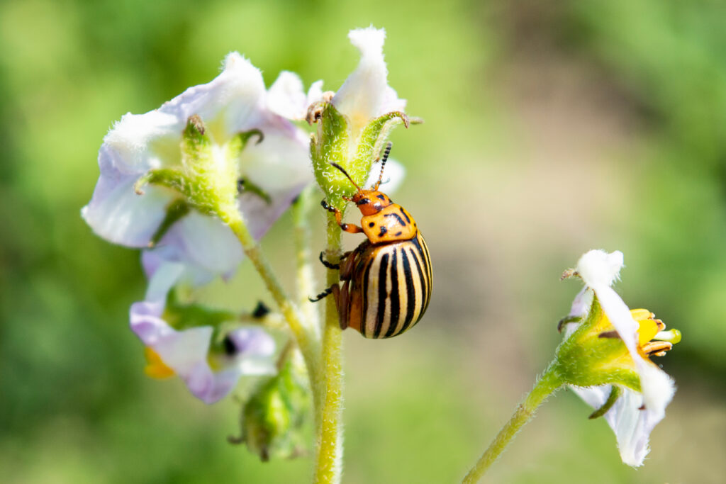 Scarabeo della patata isolato