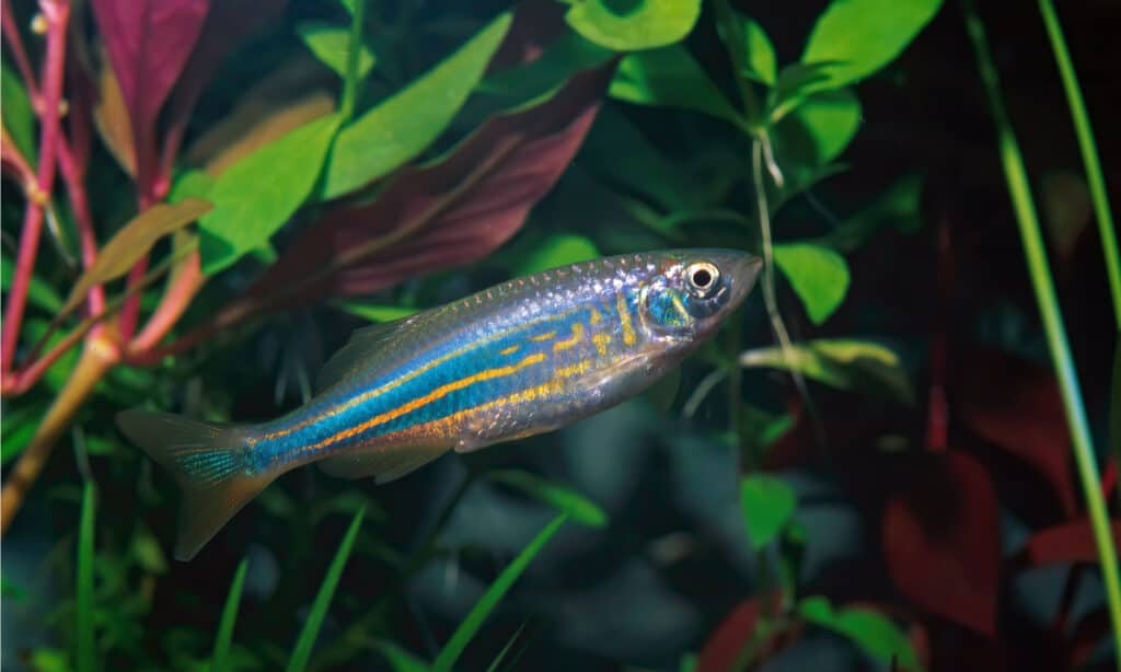 danio gigante che nuota nel verde