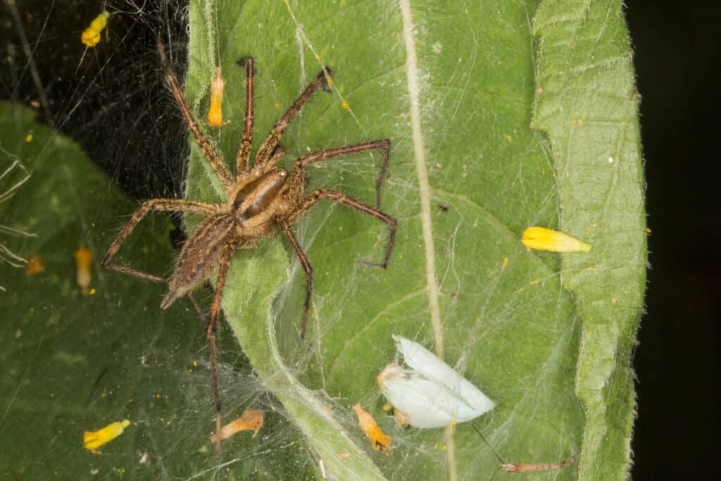 Ragno d'erba, Agelenopsis sp.  può essere trovato in Alabama