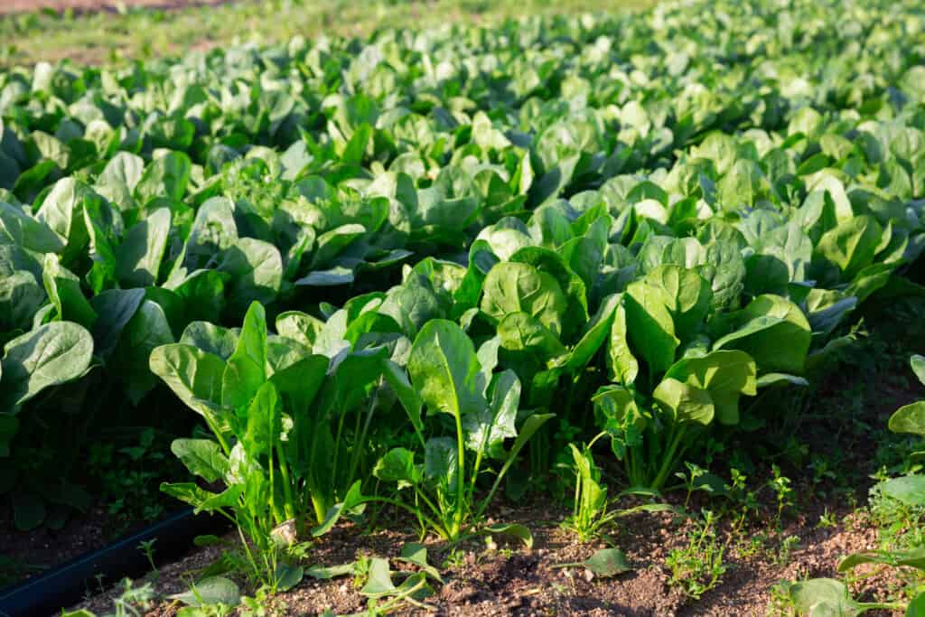 verdure da piantare a marzo