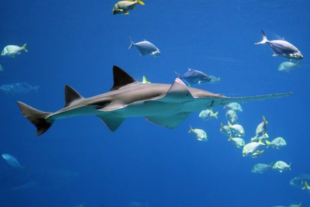 Pesce sega che nuota con altri pesci nell'oceano