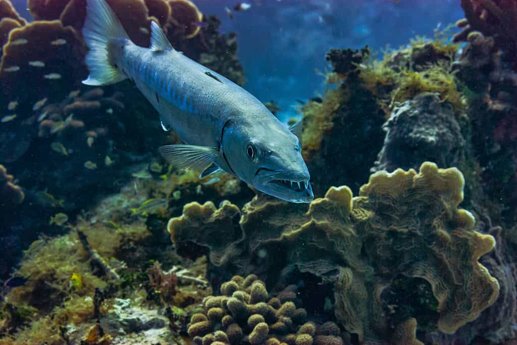 Grande barracuda che mostra i suoi denti.