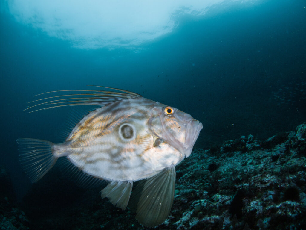 Pesce San Pietro