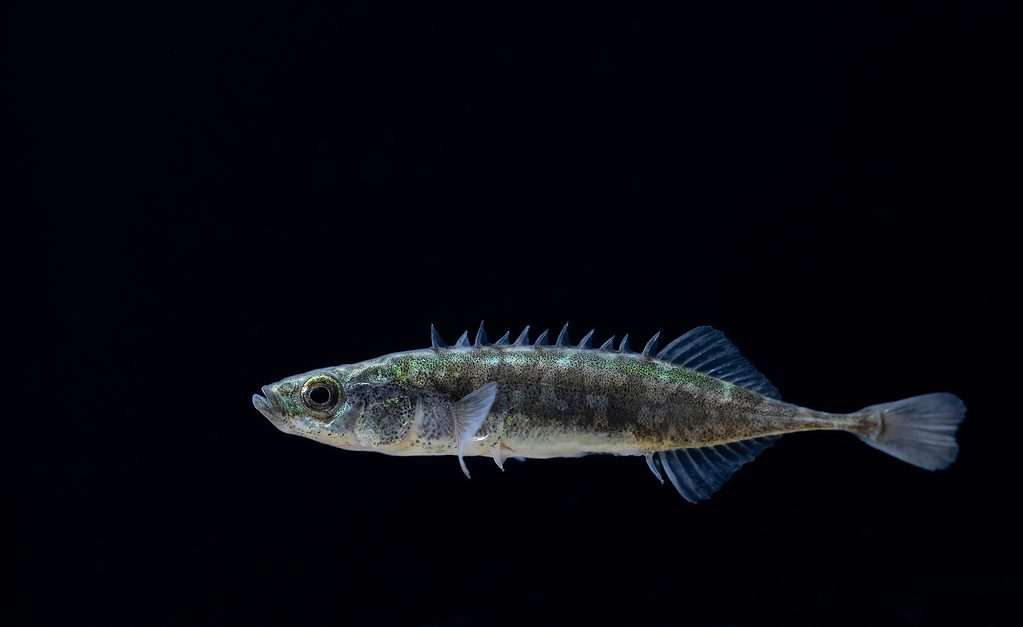 Lo spinarello a nove spine (Pungitius pungitius), chiamato anche spinarello a dieci spine