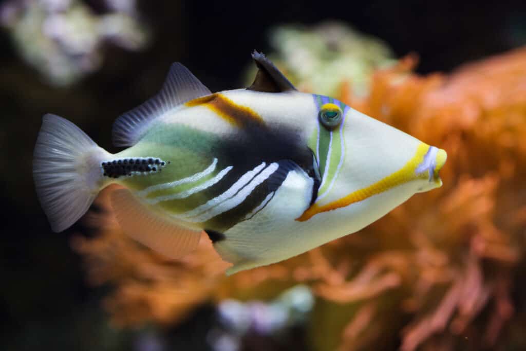 balestra multicolore