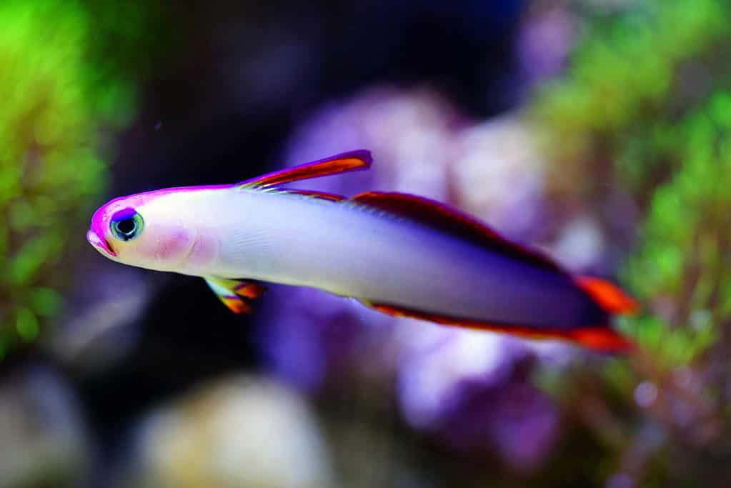 Elegante pesce di fuoco