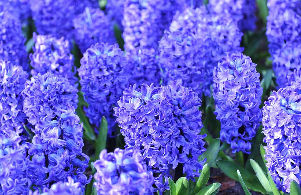 Giacinto (Hyacinthus orientalis) Blue Star fiorisce in un giardino in aprile