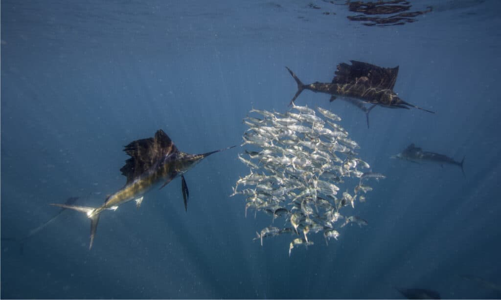 Caccia al pesce vela