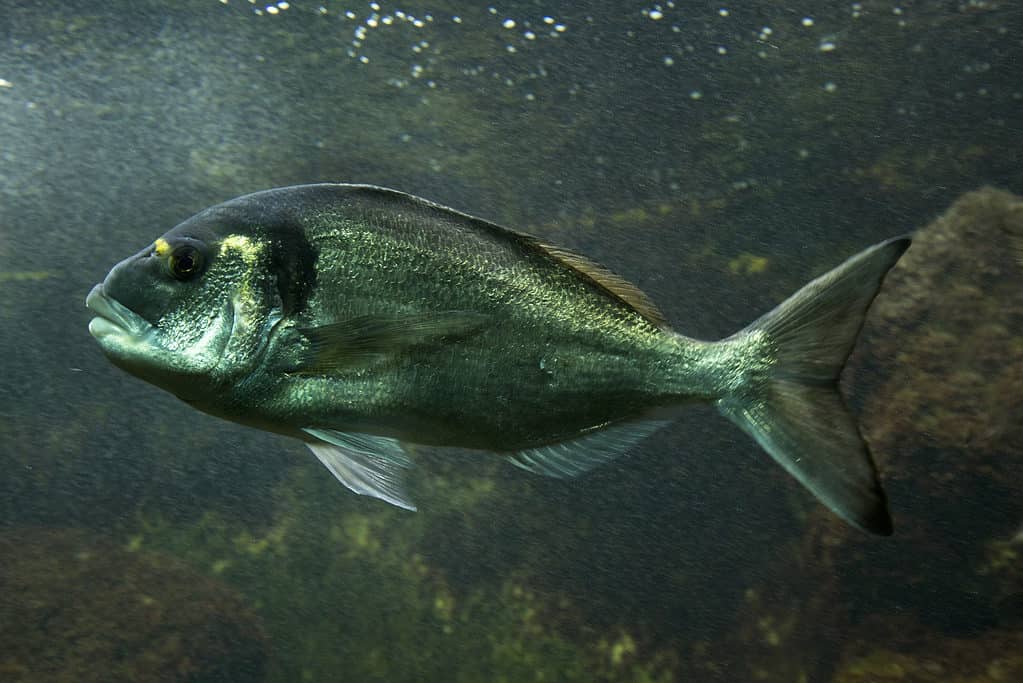 Orata, Dorade Royale (Sparus aurata).