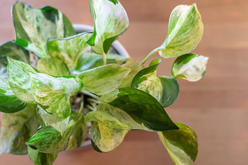 Un primo piano di un pothos Manjula in un vaso bianco