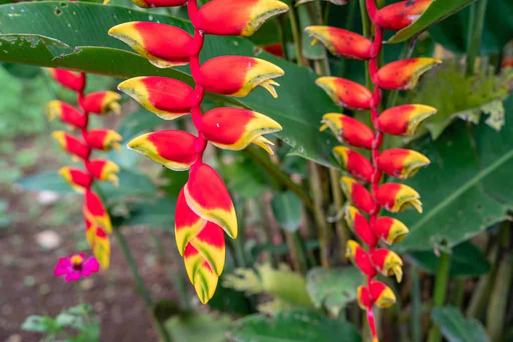 Heliconia psittacorum
