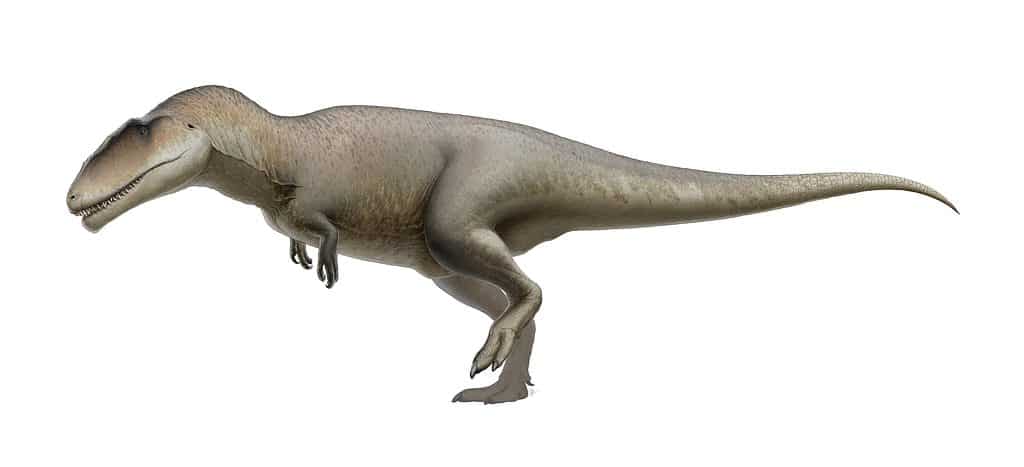 Carcharodontosauro