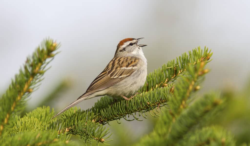Un passero cinguettante che canta su un abete