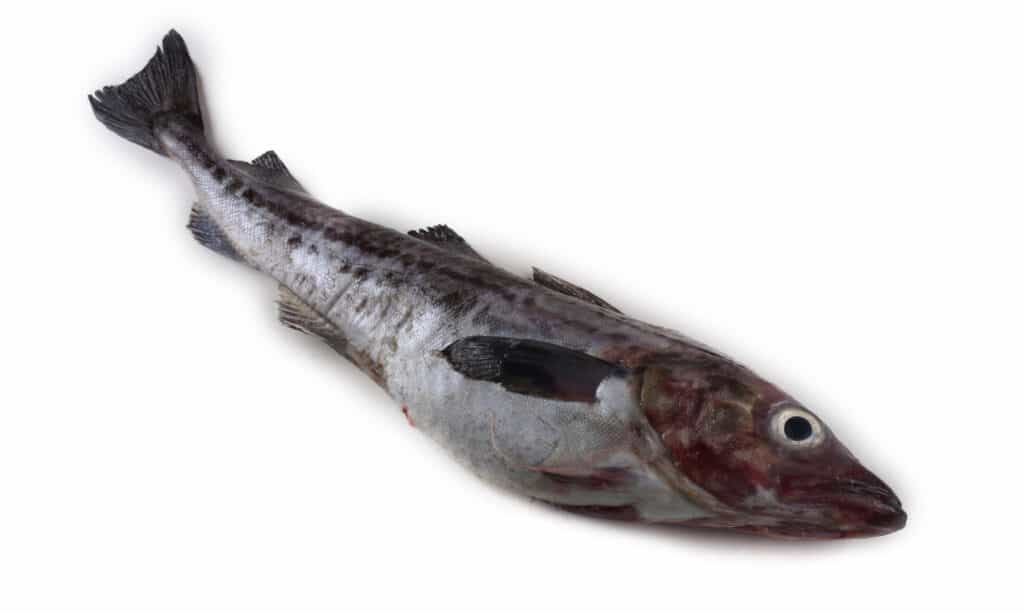 Merluzzo dell'Alaska