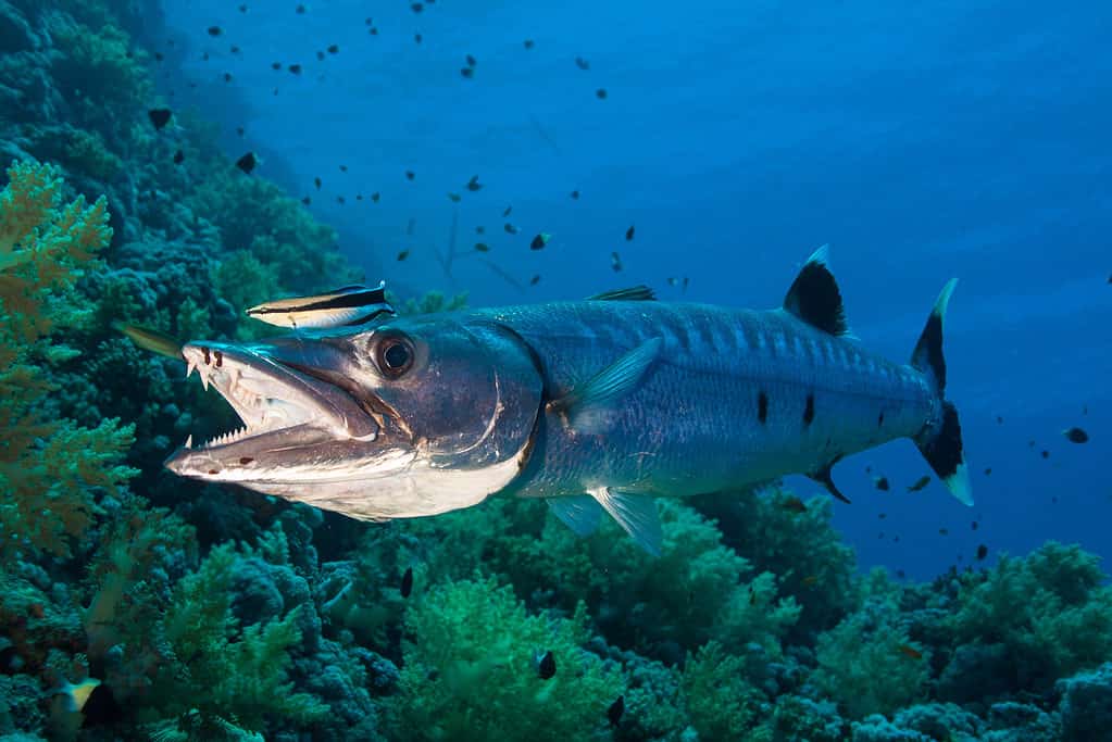 Il Grande Barracuda
