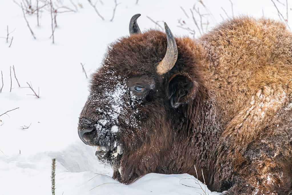 Bisonte