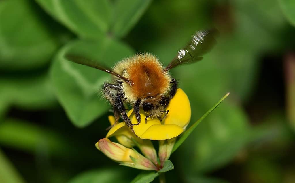 Un'inquadratura ravvicinata di un calabrone (Bombus terrestris) che si libra sopra una testa di fiore gialla