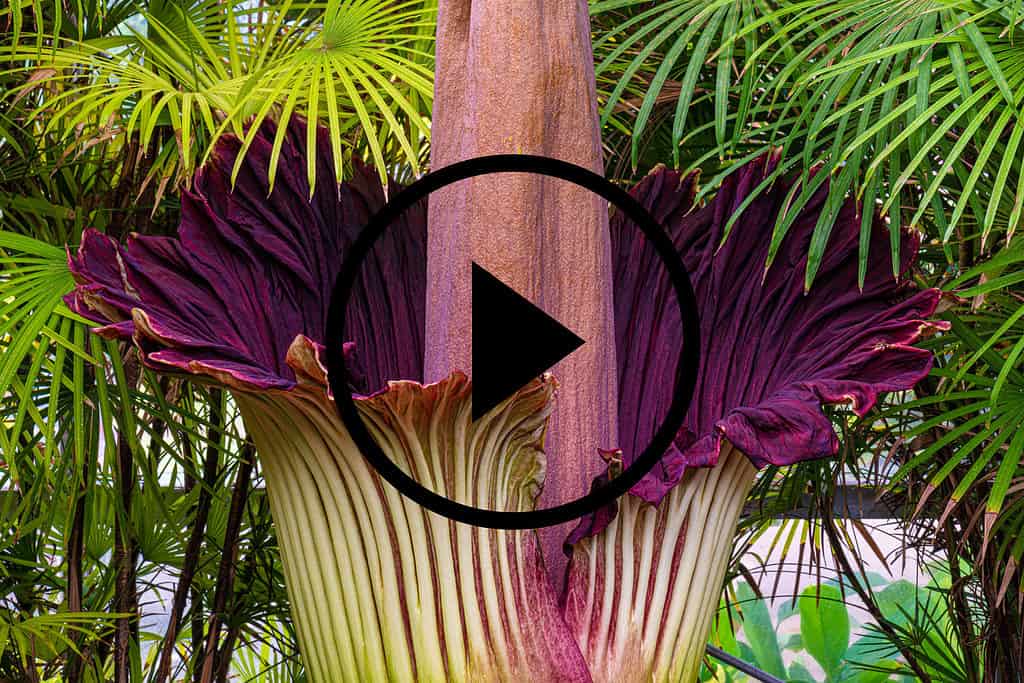 Titan arum, conosciuto come il 'fiore cadavere'