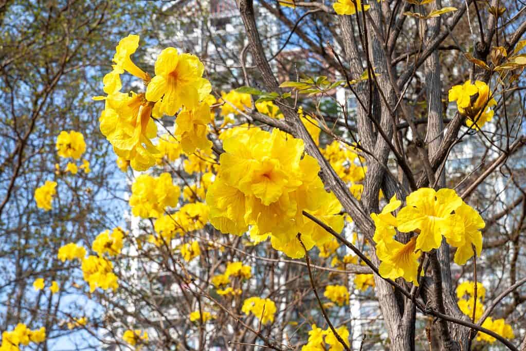 Fiori di tromba d'oro che crescono su un albero