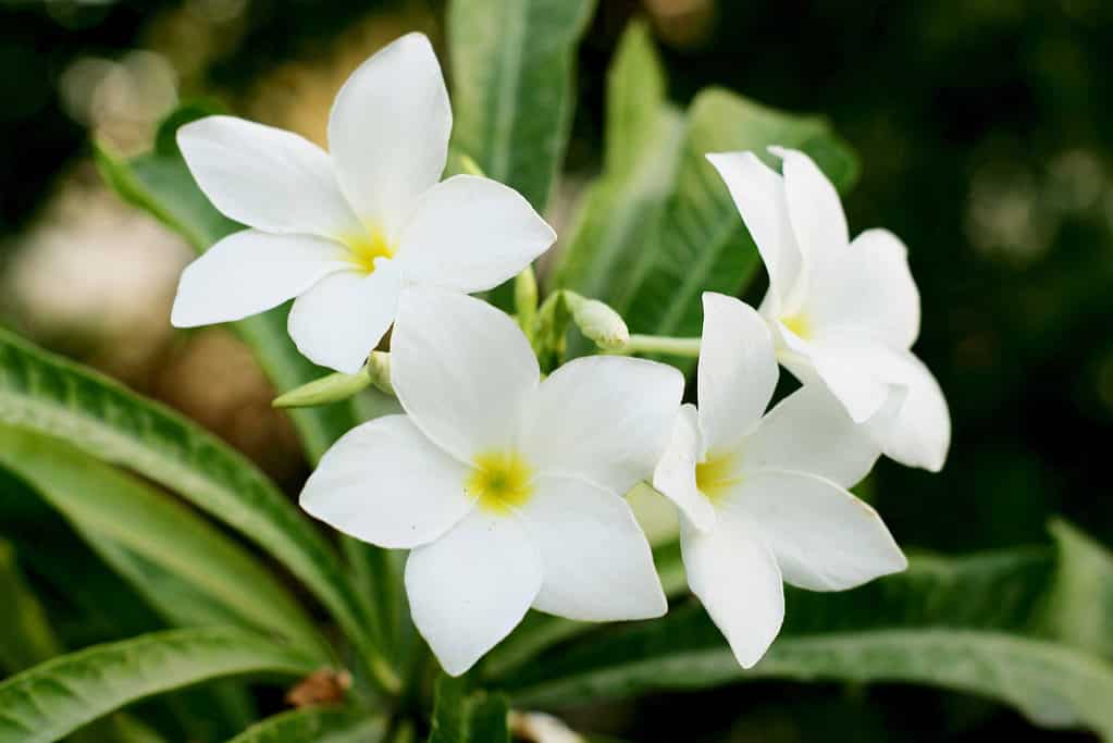 Il fiore nazionale del Pakistan è il gelsomino.