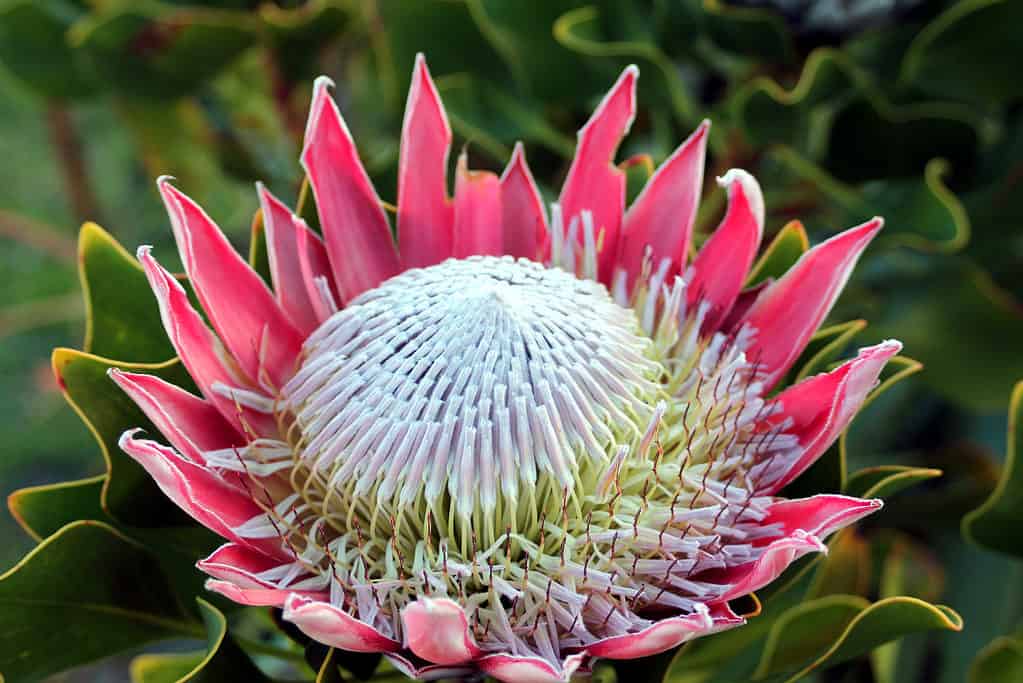 Re Protea