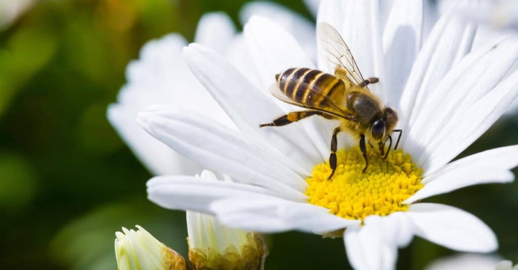 Ape del miele su un singolo fiore della margherita