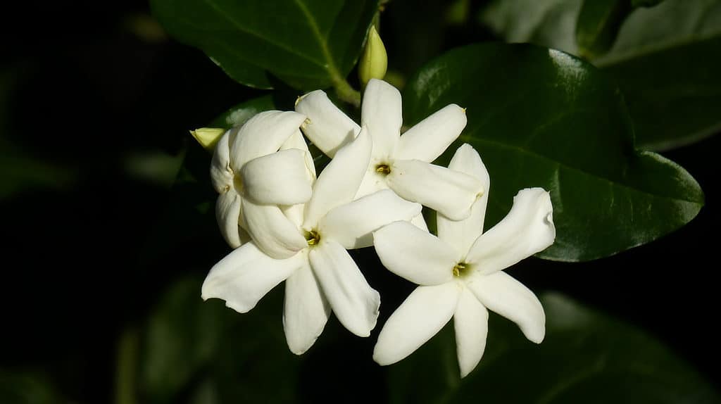 Fiori di gelsomino