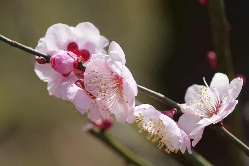 Prunus marito